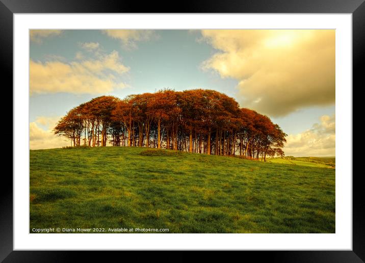   Nearly Home, Coming Home Trees Sunset Framed Mounted Print by Diana Mower