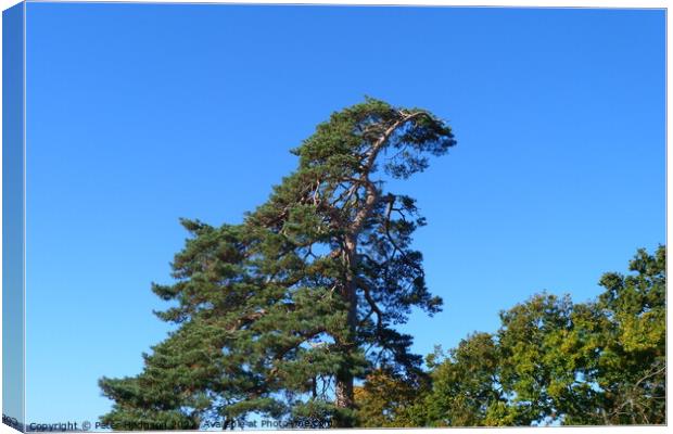 Towering Pine against the Autumn sky Canvas Print by Peter Hodgson