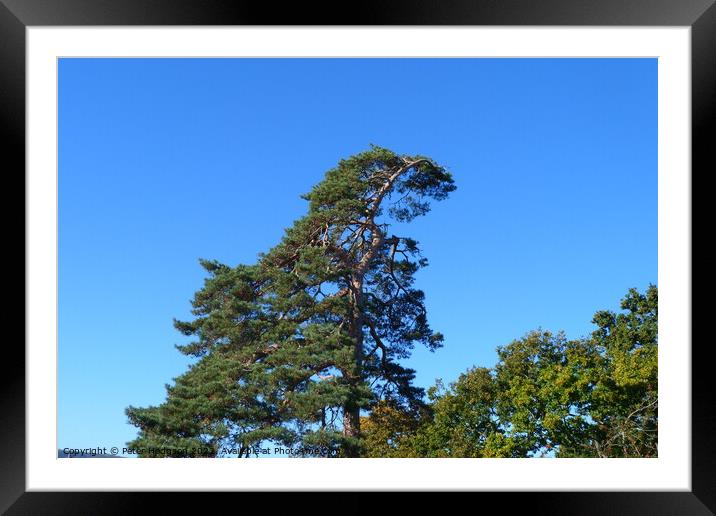 Towering Pine against the Autumn sky Framed Mounted Print by Peter Hodgson