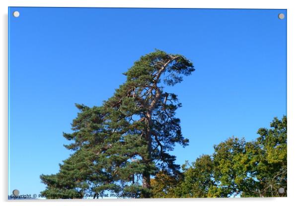 Towering Pine against the Autumn sky Acrylic by Peter Hodgson