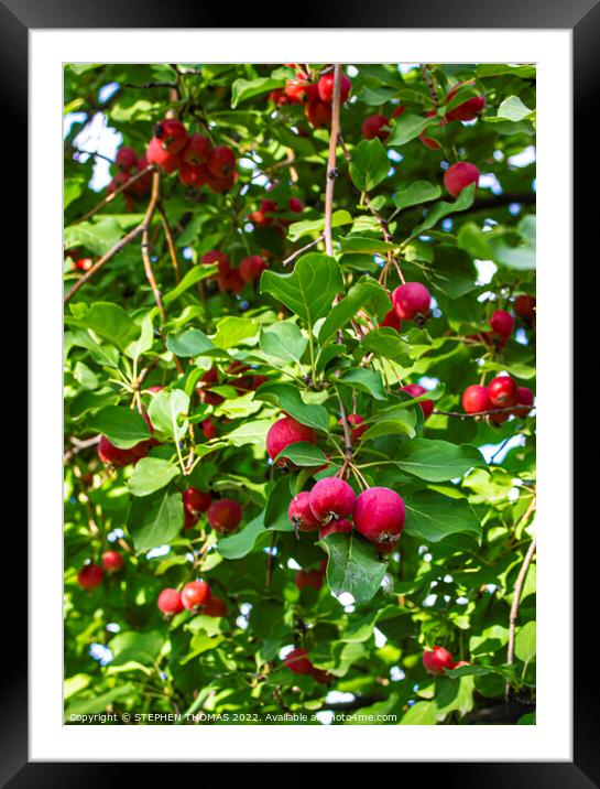 Ornamental Crabapples Framed Mounted Print by STEPHEN THOMAS