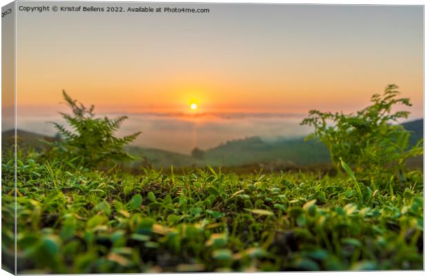 Bright low angle nature shot of a sunset in the mountains. Green grass in focus in foreground, and defocused background. Canvas Print by Kristof Bellens