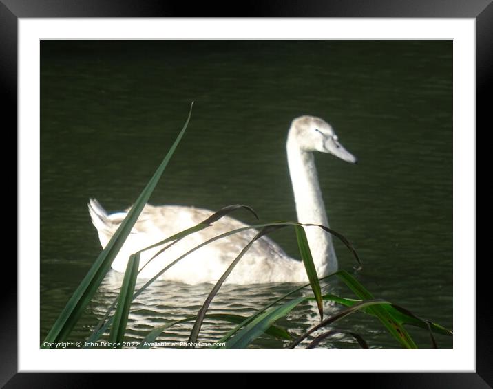 Swan in Chelmsford Framed Mounted Print by John Bridge
