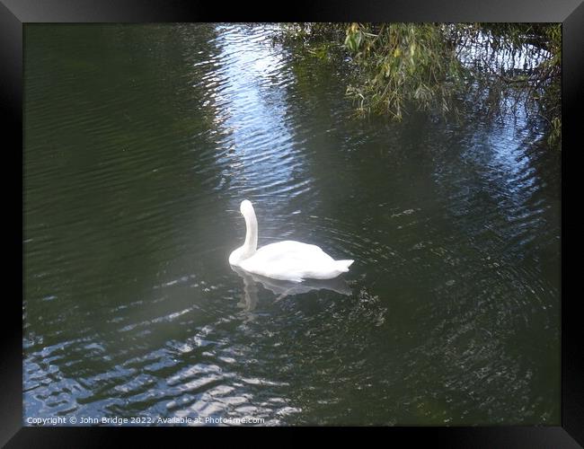 Swan in Chelmsford Framed Print by John Bridge