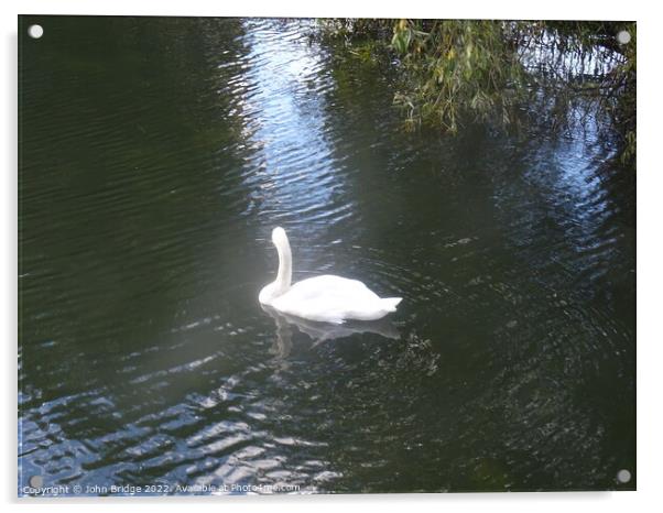 Swan in Chelmsford Acrylic by John Bridge