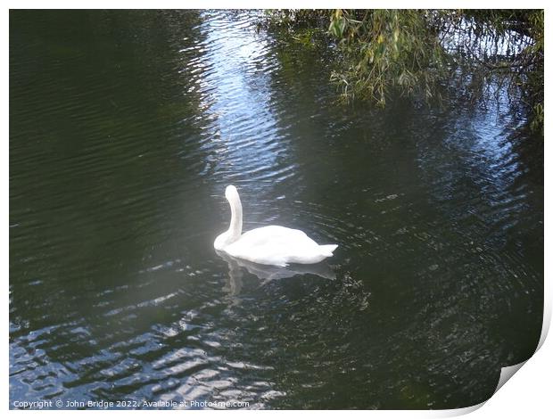 Swan in Chelmsford Print by John Bridge
