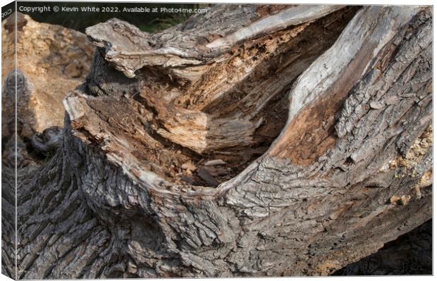 fallen oak tree left to decay and rot Canvas Print by Kevin White