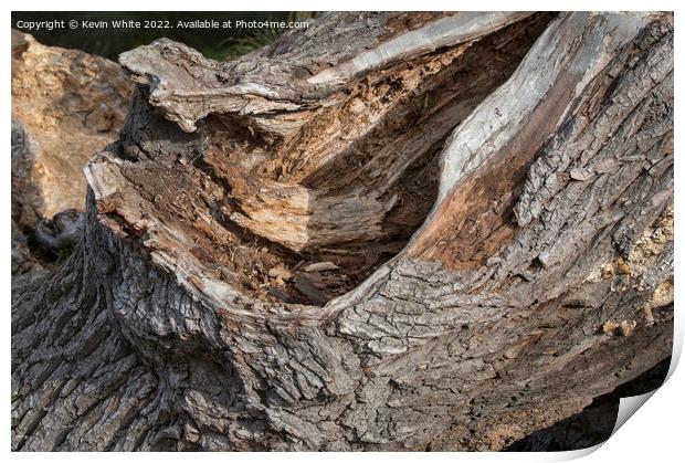 fallen oak tree left to decay and rot Print by Kevin White