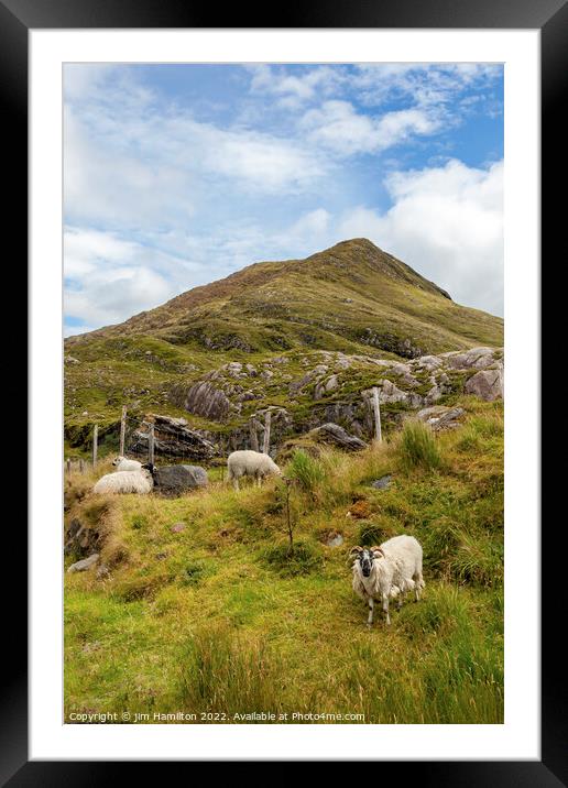 Serene Sheep on the Long Acre Framed Mounted Print by jim Hamilton