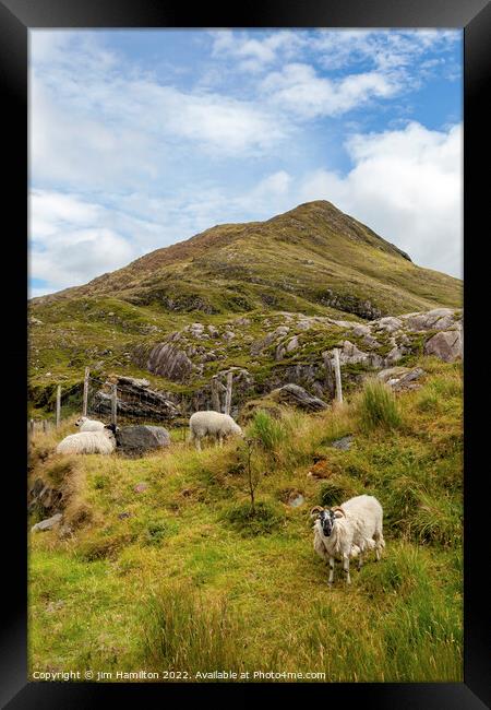 Serene Sheep on the Long Acre Framed Print by jim Hamilton