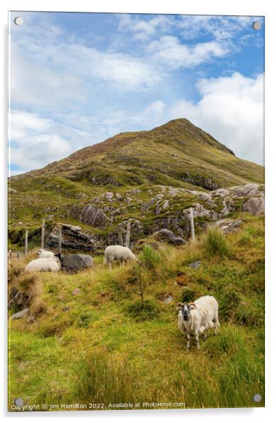 Serene Sheep on the Long Acre Acrylic by jim Hamilton