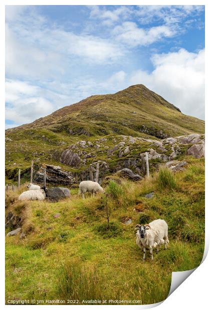 Serene Sheep on the Long Acre Print by jim Hamilton