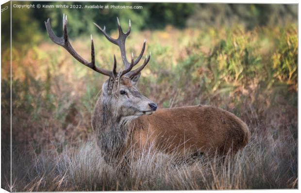 Adult male deer resting in the grass Canvas Print by Kevin White