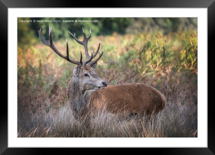 Adult male deer resting in the grass Framed Mounted Print by Kevin White