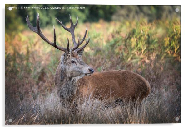 Adult male deer resting in the grass Acrylic by Kevin White