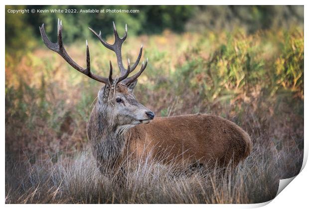 Adult male deer resting in the grass Print by Kevin White