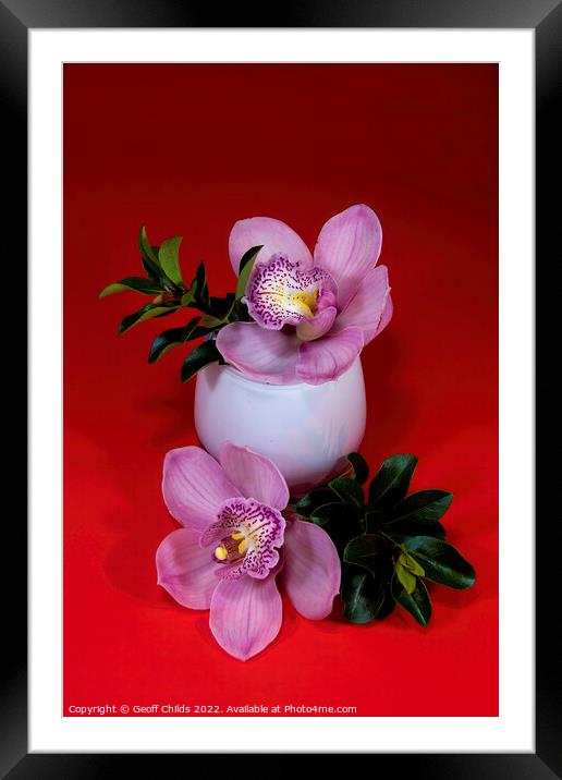 Pink Cymbidium orchid flower in a white glass vase isolated on r Framed Mounted Print by Geoff Childs