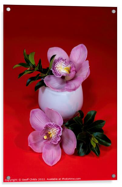 Pink Cymbidium orchid flower in a white glass vase isolated on r Acrylic by Geoff Childs