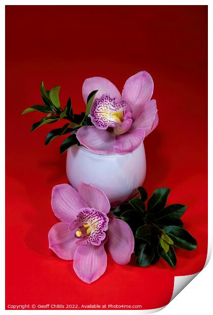 Pink Cymbidium orchid flower in a white glass vase isolated on r Print by Geoff Childs