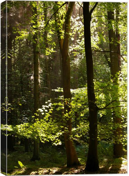 Sunlit woodland Canvas Print by Simon Johnson