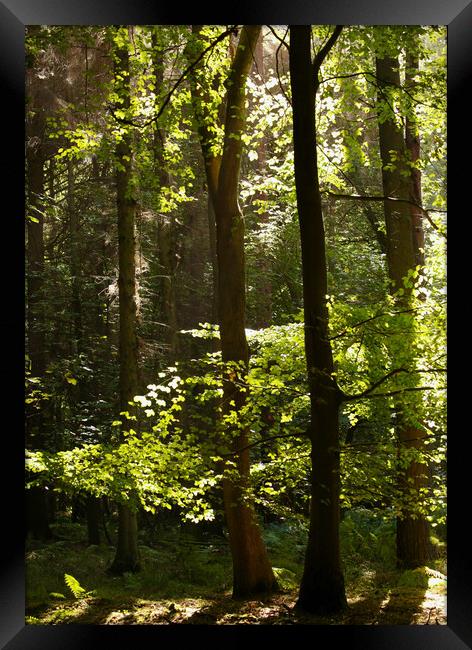 Sunlit woodland Framed Print by Simon Johnson