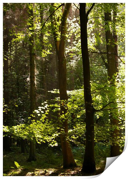 Sunlit woodland Print by Simon Johnson