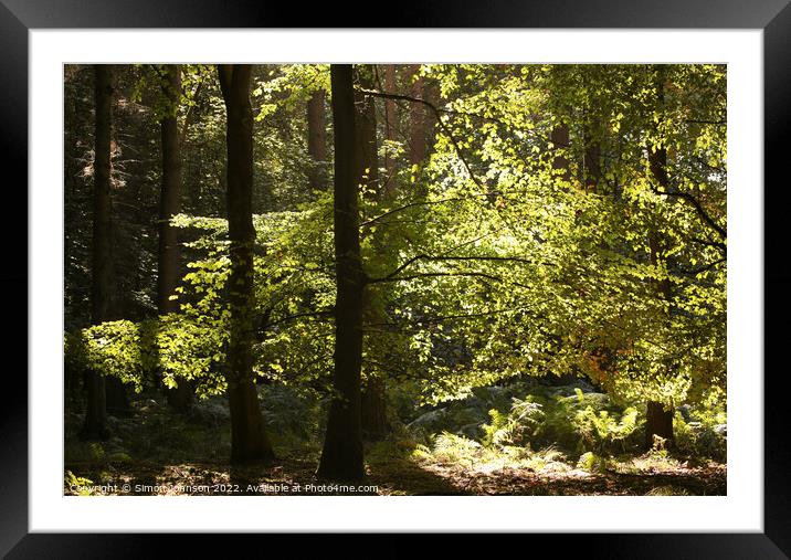 sunlit leaves  Framed Mounted Print by Simon Johnson