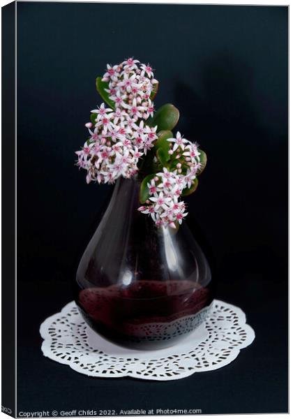 Jade Plant blossoms in a glass vase isolated on a black backgrou Canvas Print by Geoff Childs
