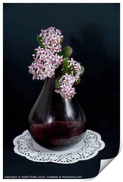Jade Plant blossoms in a glass vase isolated on a black backgrou Print by Geoff Childs