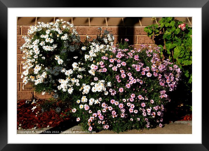  Colourful Pink and White daisy flowers garden. Framed Mounted Print by Geoff Childs