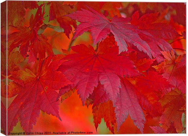 autumn reds Canvas Print by Colin Chipp