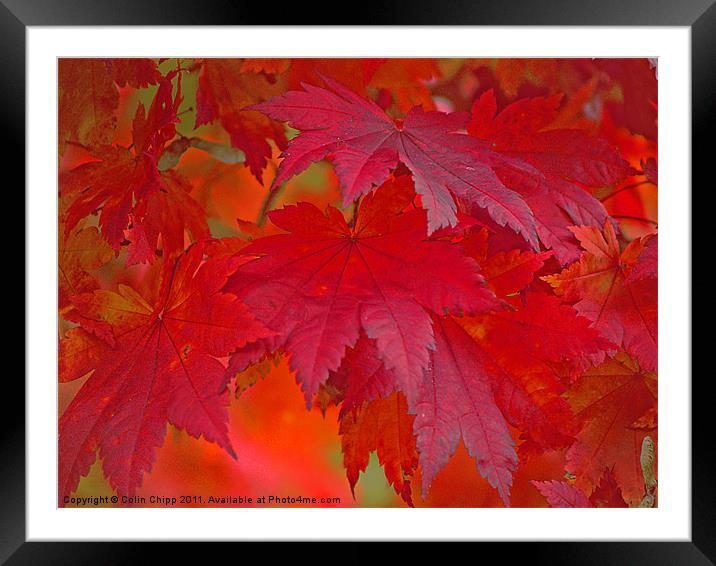 autumn reds Framed Mounted Print by Colin Chipp