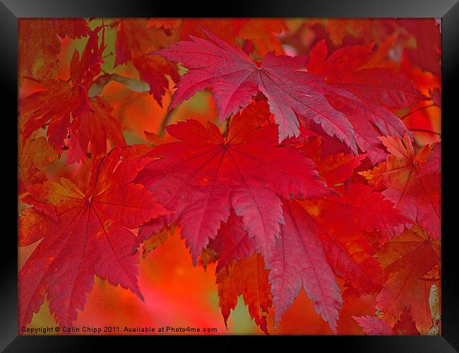 autumn reds Framed Print by Colin Chipp
