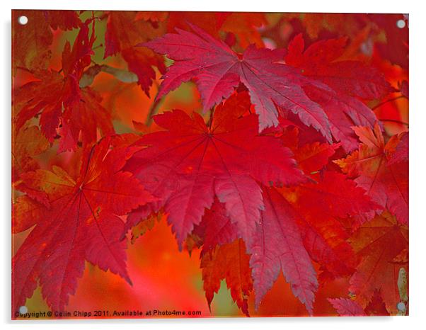 autumn reds Acrylic by Colin Chipp