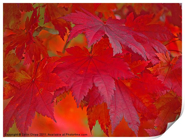 autumn reds Print by Colin Chipp