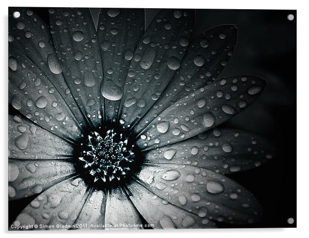 Raindrops On An African Daisy Acrylic by Simon Gladwin