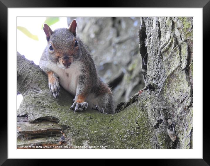 A squirrel relaxing Framed Mounted Print by John Brooks-nicholls