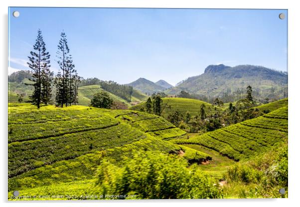 Tes plantations, Hatton, Sri Lanka Acrylic by Kevin Hellon