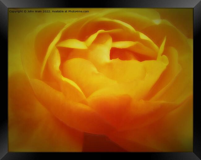 Yellow Rose with a little soft focus (Digital Art) Framed Print by John Wain