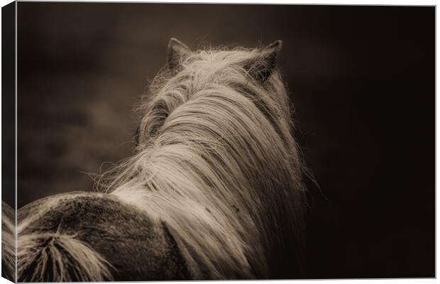 Shetland Pony Looking Away Canvas Print by Anne Macdonald