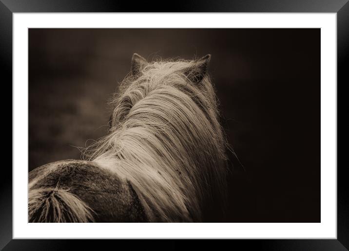 Shetland Pony Looking Away Framed Mounted Print by Anne Macdonald