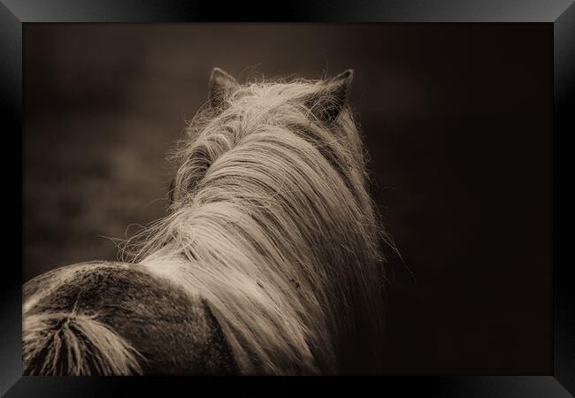 Shetland Pony Looking Away Framed Print by Anne Macdonald