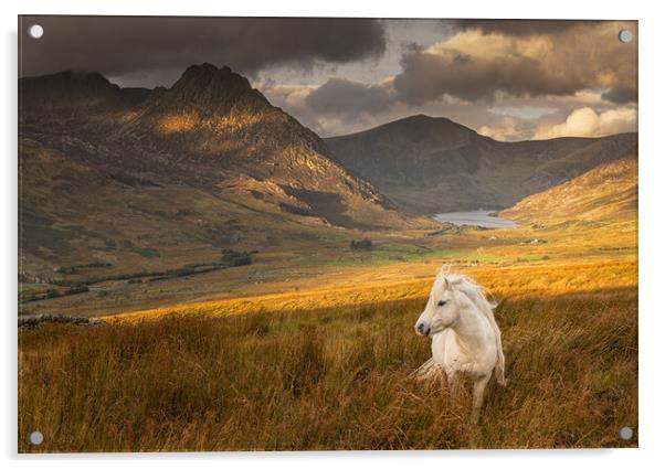 Lonely Pony Acrylic by Rory Trappe