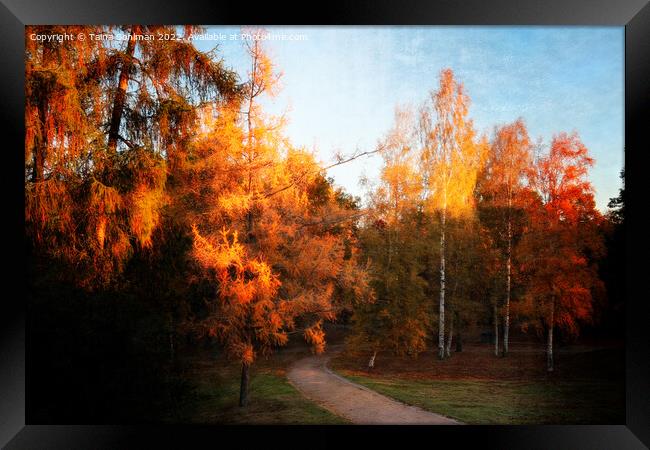 Autumn Impressions 2 Framed Print by Taina Sohlman