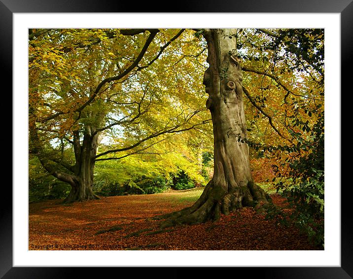 Chatsworth autumn Framed Mounted Print by Colin Chipp
