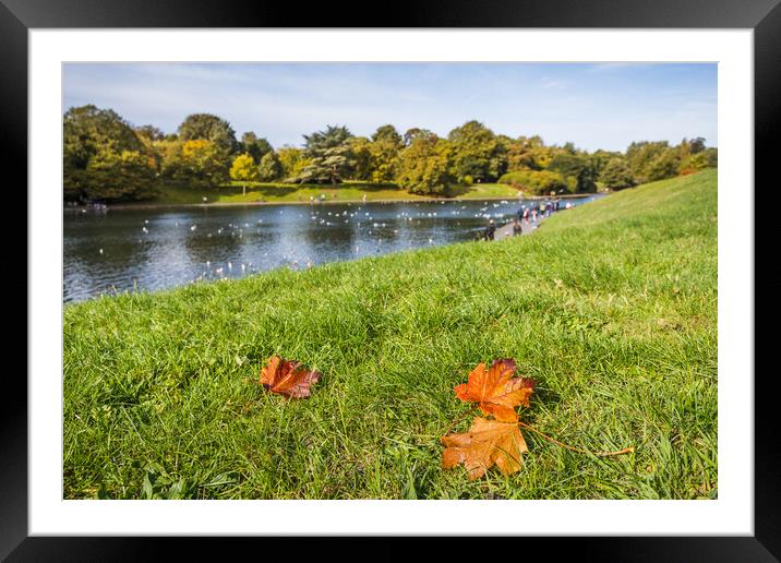 Autumnal colours at Sefton Park Framed Mounted Print by Jason Wells