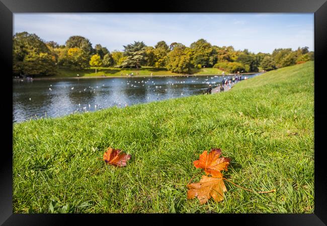 Autumnal colours at Sefton Park Framed Print by Jason Wells