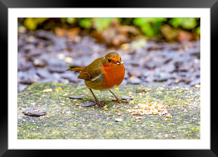 Robin Framed Mounted Print by Roger Green