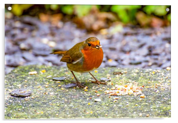 Robin Acrylic by Roger Green