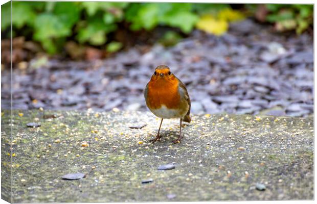 Robin Canvas Print by Roger Green